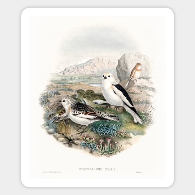 The birds of Great Britain (1873) Sticker by WAITE-SMITH VINTAGE ART